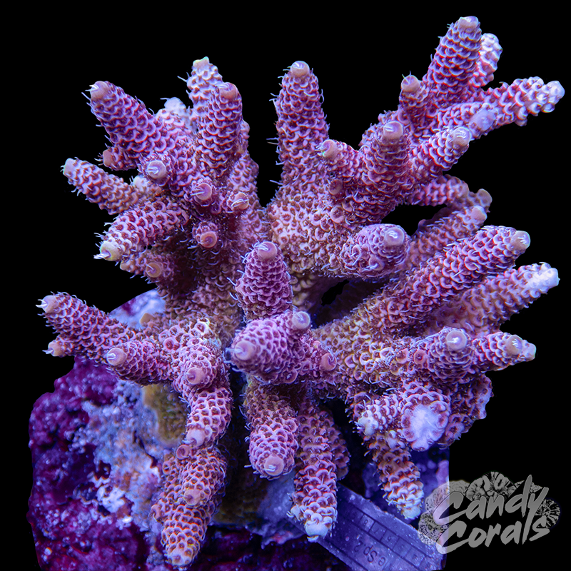 Acropora Sp. Colony WYSIWYG 18
