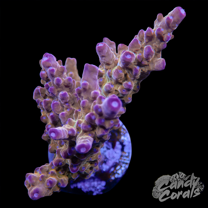 Twizzler Acropora Sp. WYSIWYG 47