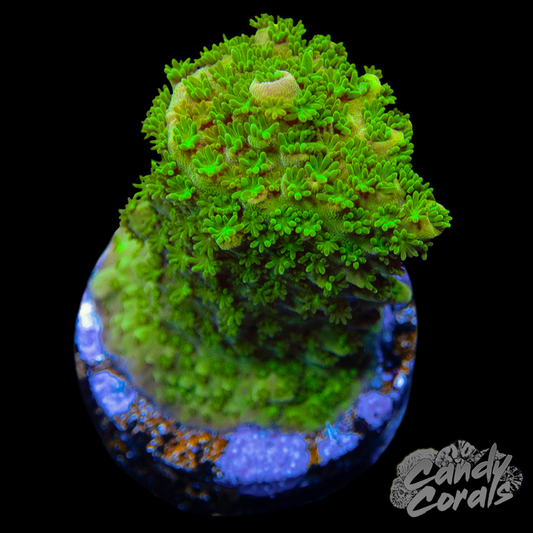 Acropora Abrotanoides WYSIWYG 2