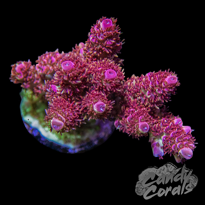 WWC Over The Rainbow Acropora Sp. Frag – Candy Corals