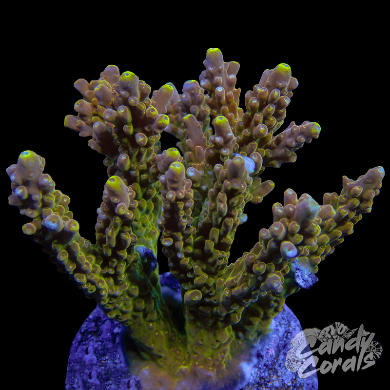 Acropora Sp. Colony WYSIWYG 76