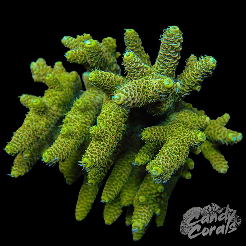 Acropora Sp. Colony WYSIWYG 29