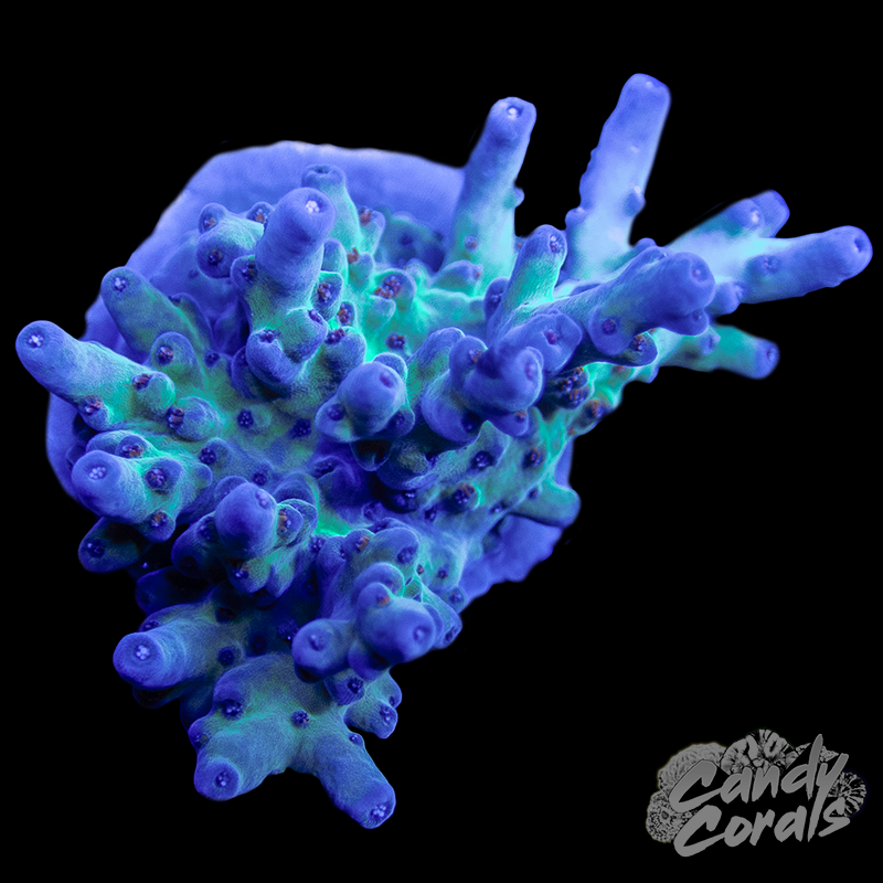 RR Shazam Acropora Sp. WYSIWYG 35