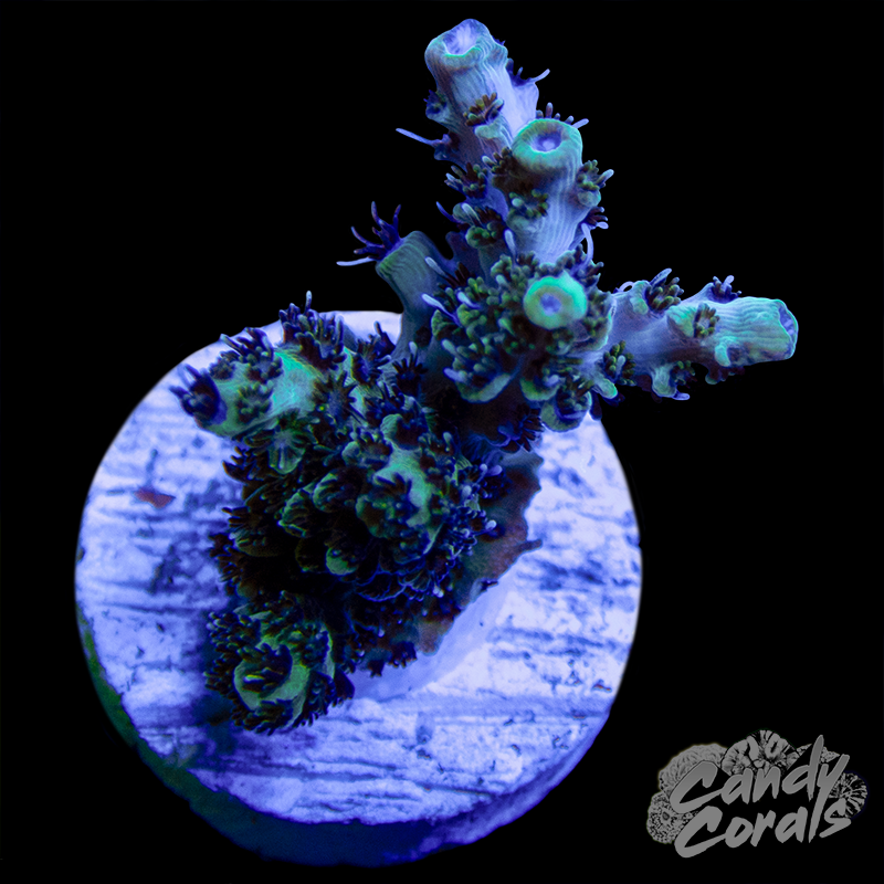 Gentle Waves Acropora Millepora Frag