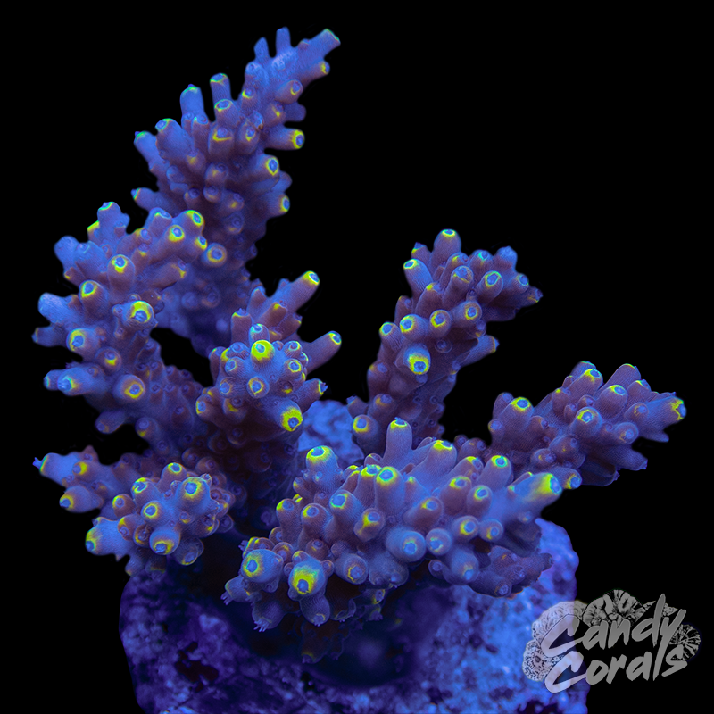 Acropora Sp. Colony WYSIWYG 61