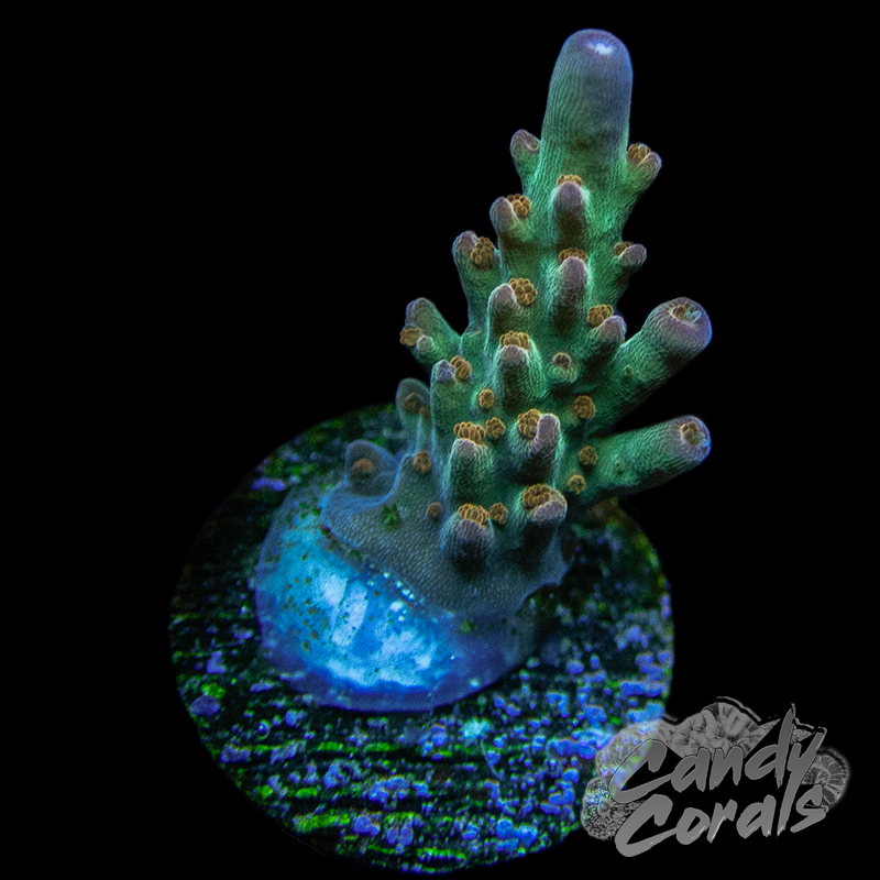 Wonderland Acropora Sp. Frag