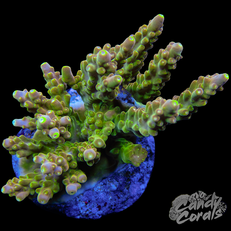 Acropora Sp. Colony WYSIWYG 83
