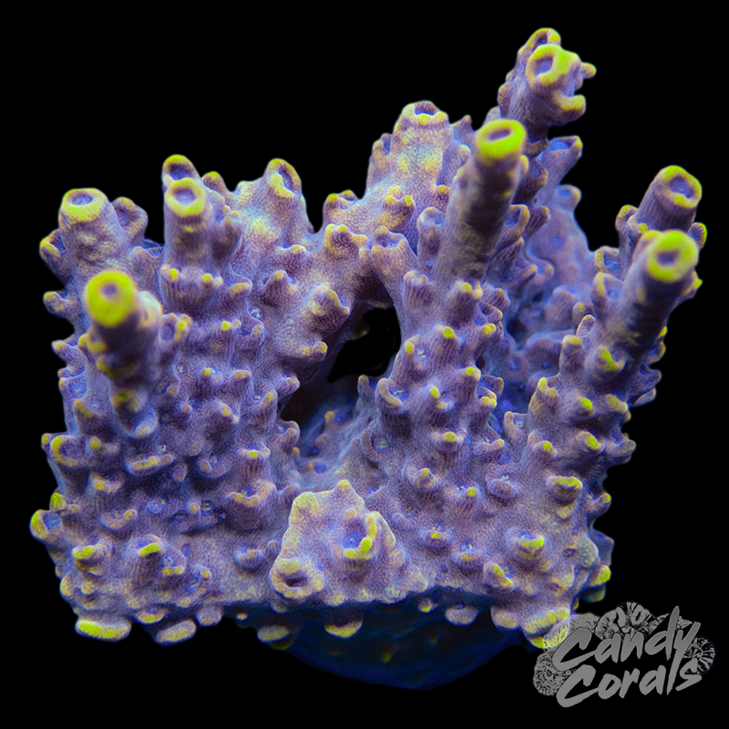Wolverine Acropora Sp. WYSIWYG 1