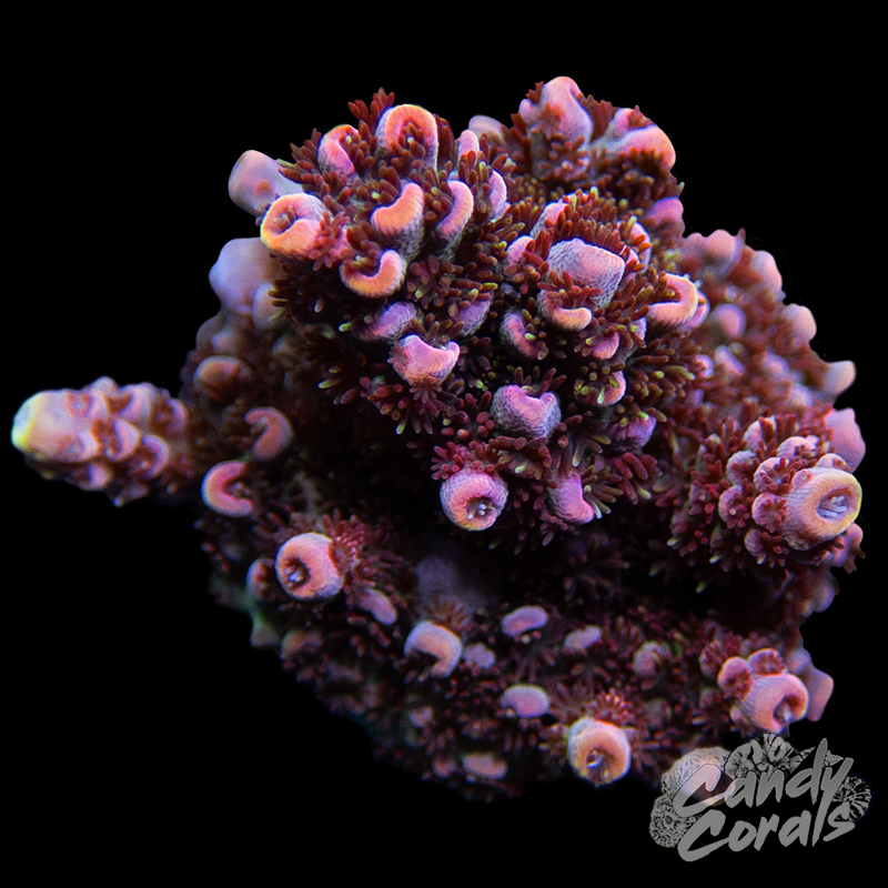 TSA Day Dream Acropora Sp. Frag A32