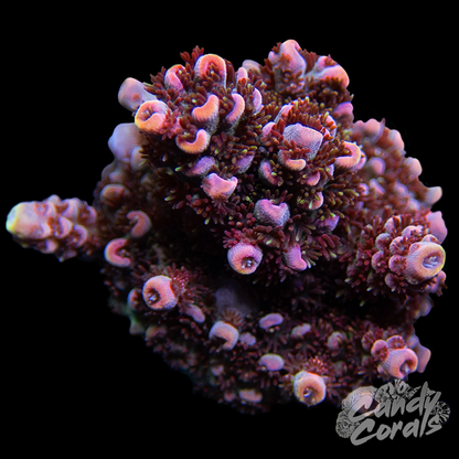 TSA Day Dream Acropora Sp. Frag A32