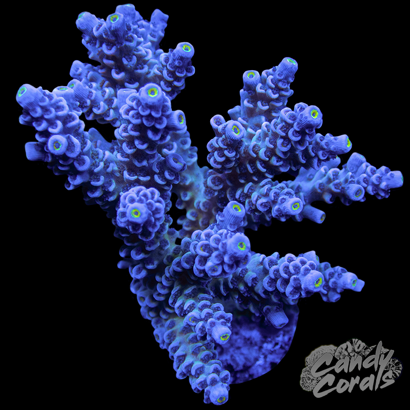 Acropora Sp. Colony WYSIWYG 97