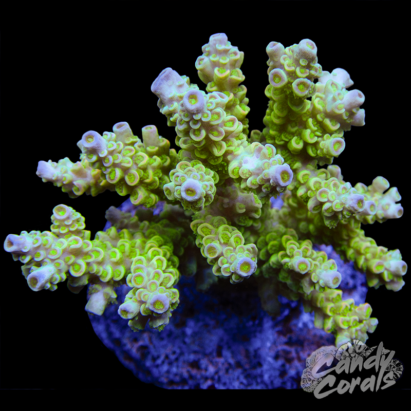 Acropora Sp. Colony WYSIWYG 38