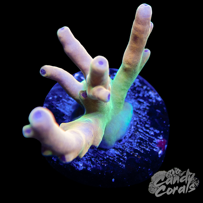 Jawdropper 2.0 Acropora Sp. A79