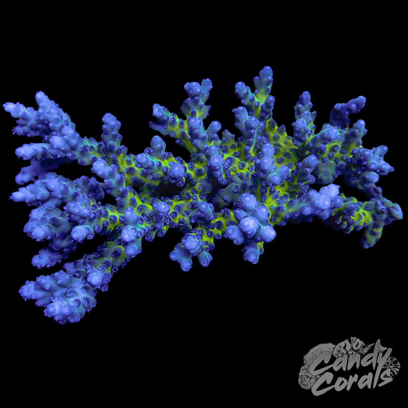 Anacropora Sp. Colony WYSIWYG 49
