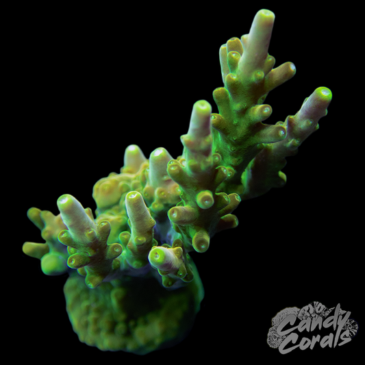 Golden Candle Acropora Sp. WYSIWYG 1