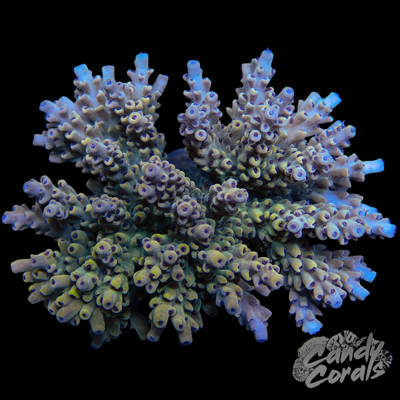 Acropora Sp. Colony WYSIWYG 84