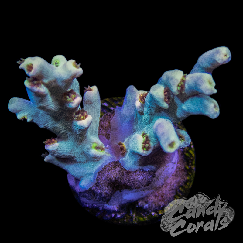 Bugs Bunny Acropora Speciosa Frag