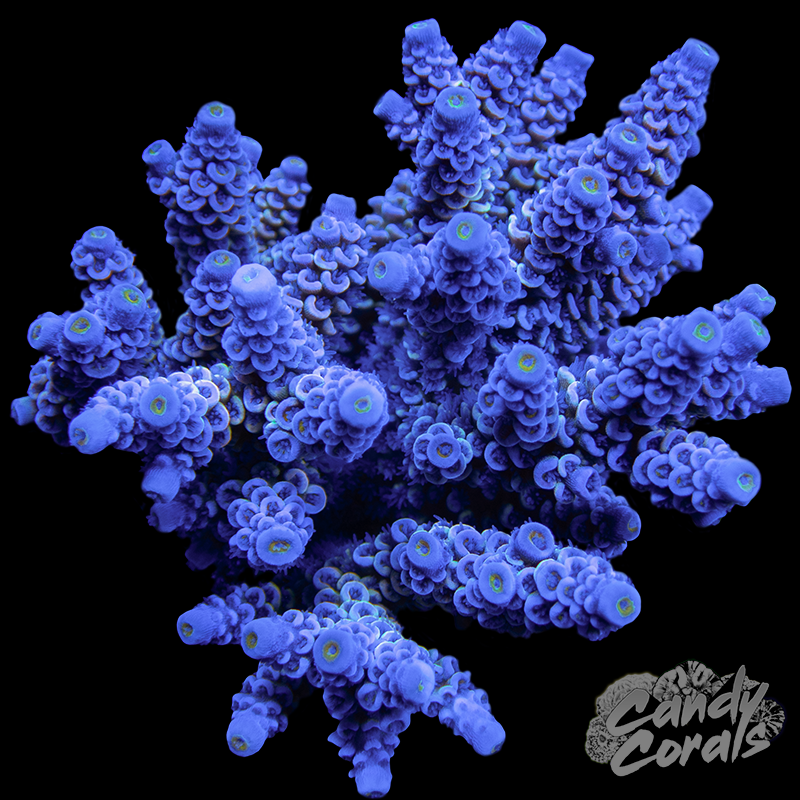 Acropora Sp. Colony WYSIWYG 98