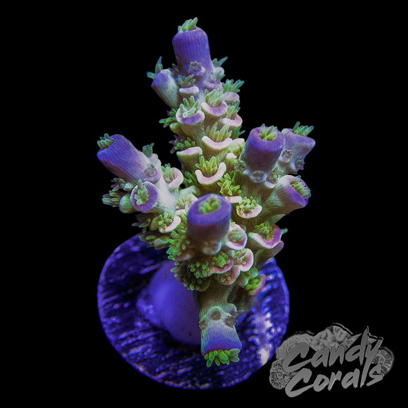 Homewrecker Jr. Acropora Sp. Frag A42