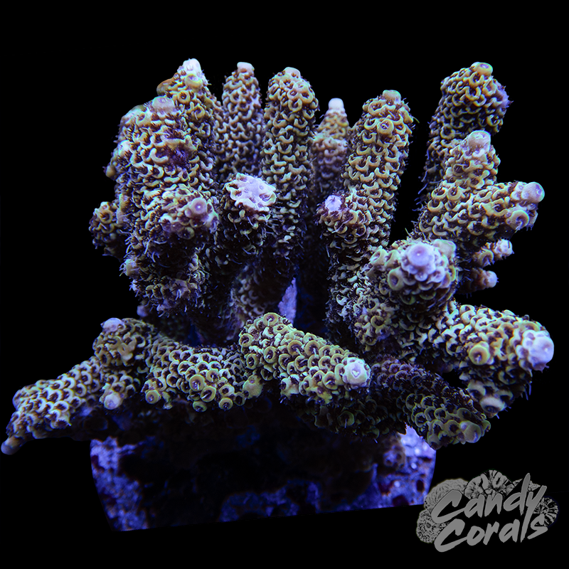 Acropora Sp. Colony WYSIWYG 39