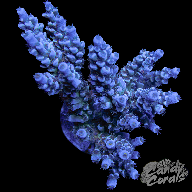 Small Acropora Sp. Colony WYSIWYG 36