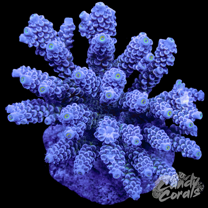 Acropora Sp. Colony WYSIWYG 19