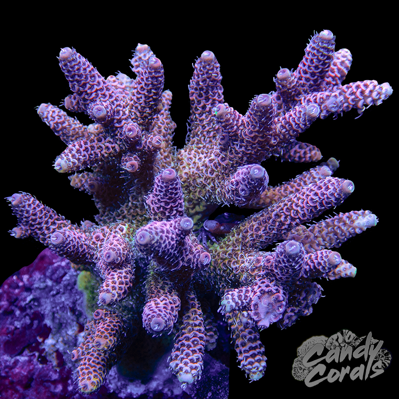Acropora Sp. Colony WYSIWYG 31