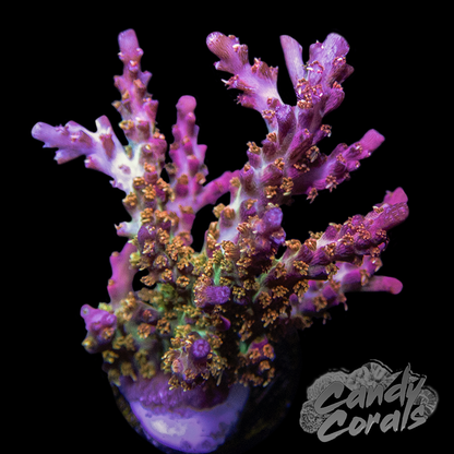 Vivid's Confetti Acropora Sp. A49