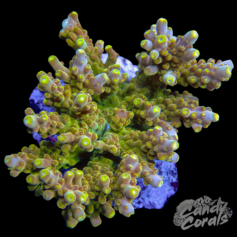 Acropora Sp. Colony WYSIWYG 21