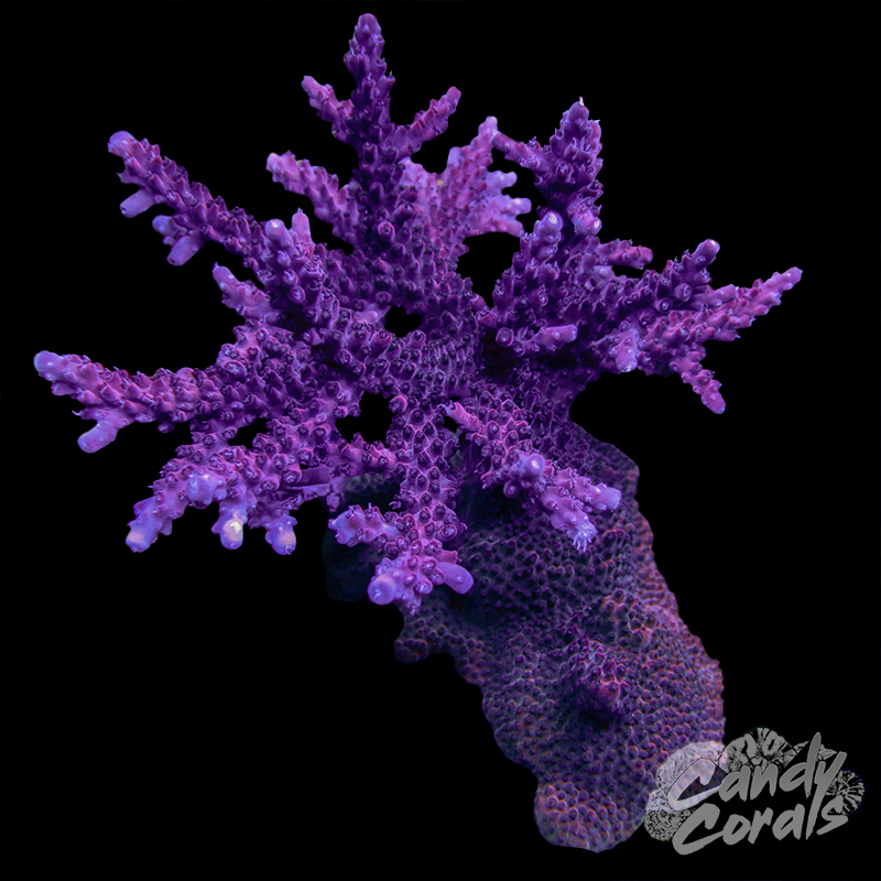 Red Diablo Acropora Sp. Colony WYSIWYG 50