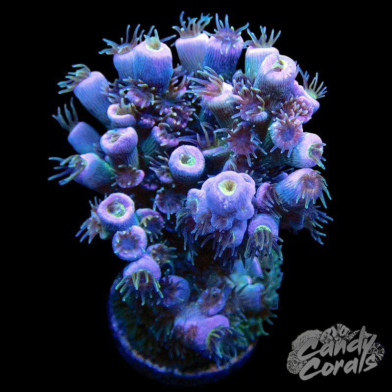 Rainbow Passion Acropora Sp. Frag A72