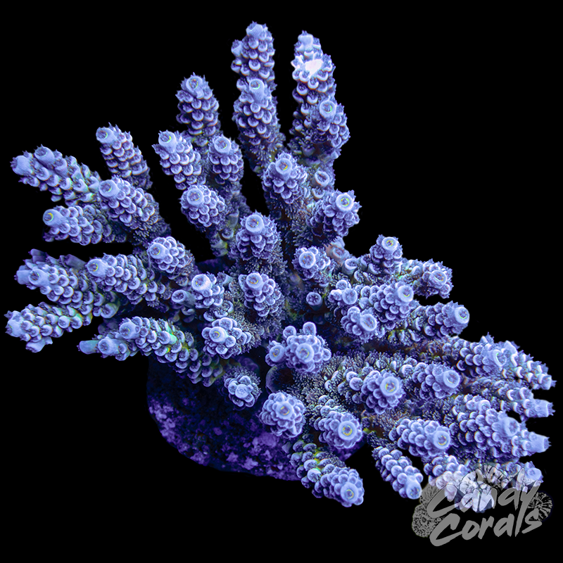 Acropora Sp. Colony WYSIWYG 32