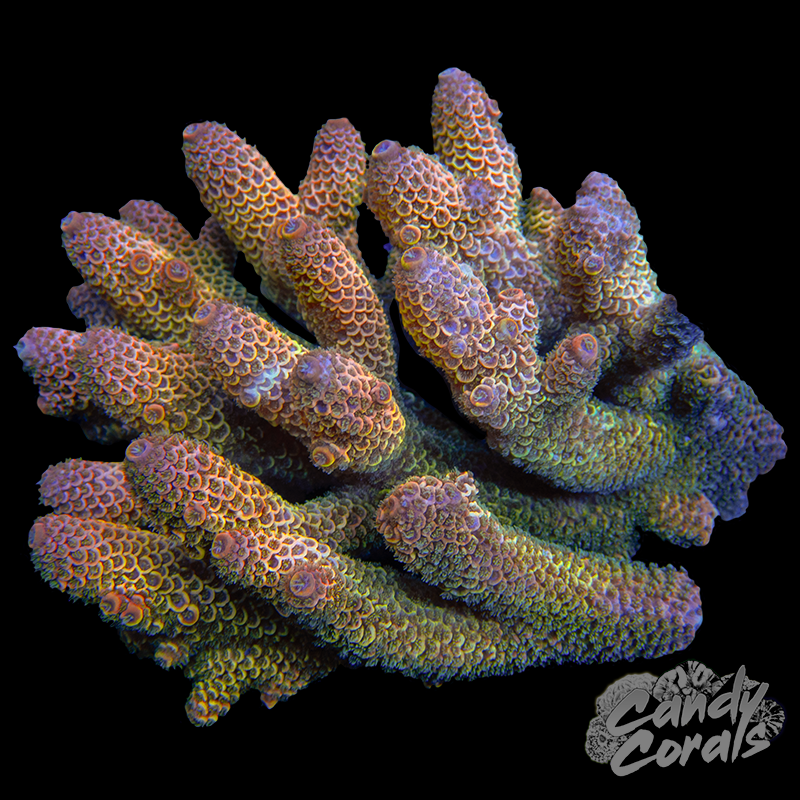 Yellow Acropora Spathulata Colony WYSIWYG 19