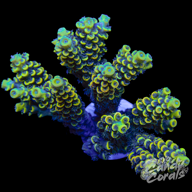 Yellow Acropora Sp.WYSIWYG 37