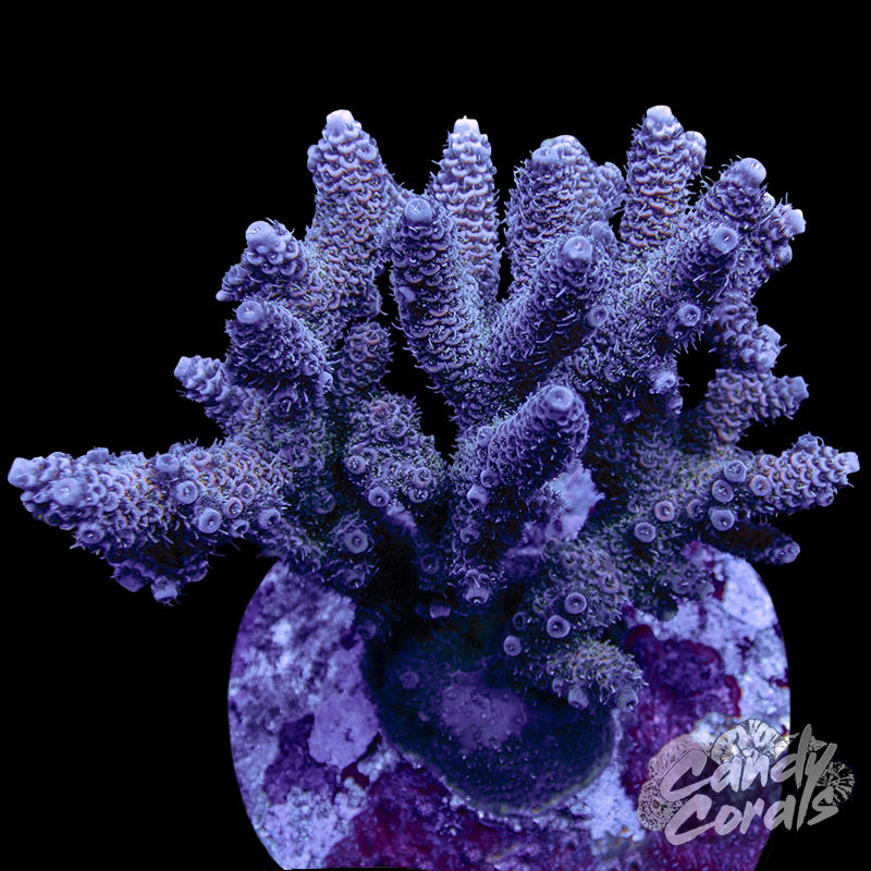 Acropora Sp. Colony WYSIWYG 78