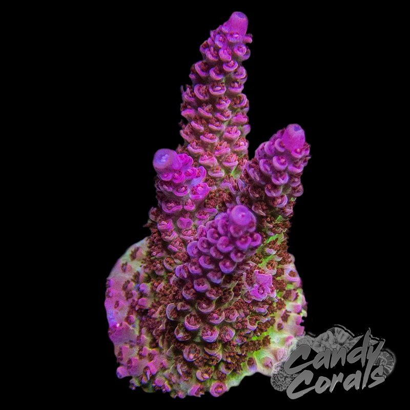 Princess Peach Acropora Sp. Frag A34