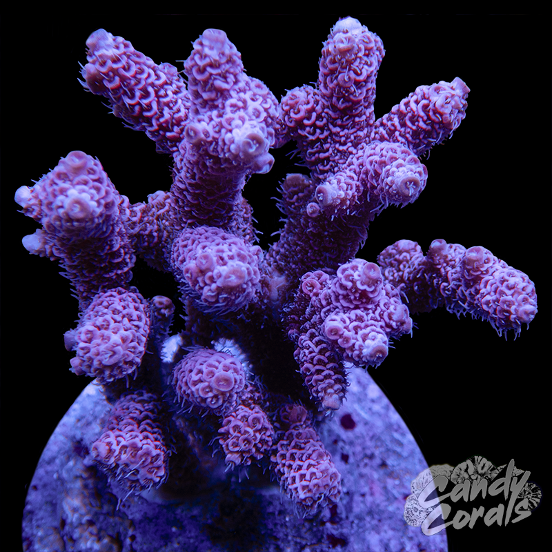 Acropora Sp. Colony WYSIWYG 40