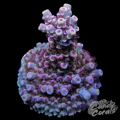 TSA Day Dream Acropora Sp. Frag A32
