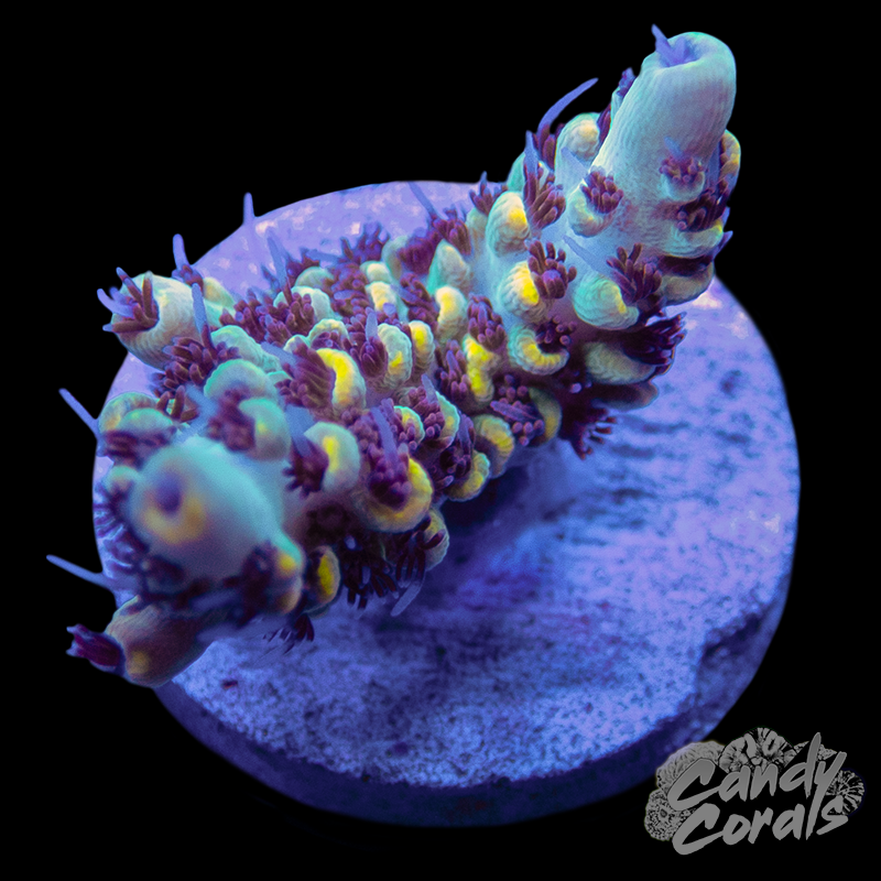 Pikachu Acropora Sp. Frag A74