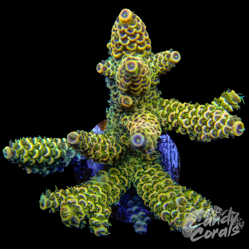 Acropora Sp. Colony WYSIWYG 48