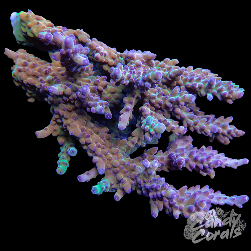 Acropora Sp. Colony WYSIWYG 20