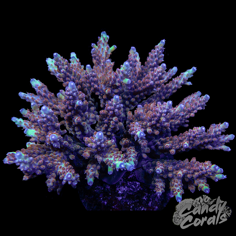 Acropora Sp. Colony WYSIWYG 38