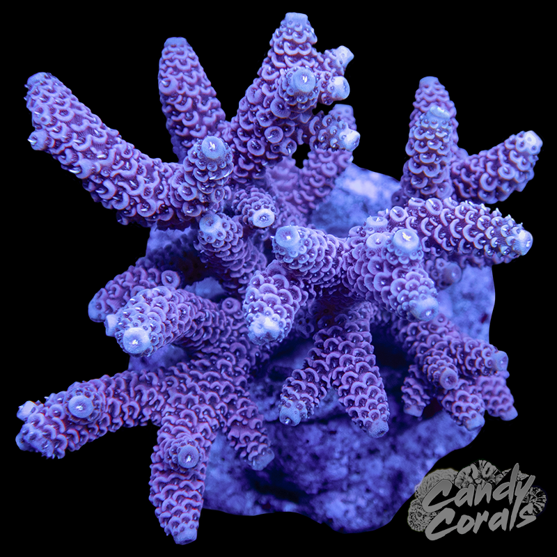 Acropora Sp. Colony WYSIWYG 22