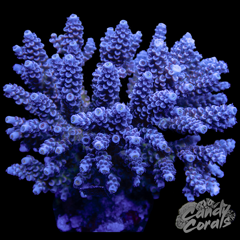 Acropora Sp. Colony WYSIWYG 33