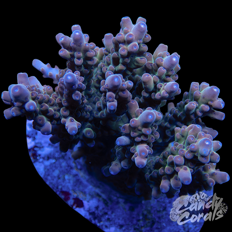 Acropora Sp. Colony WYSIWYG 86