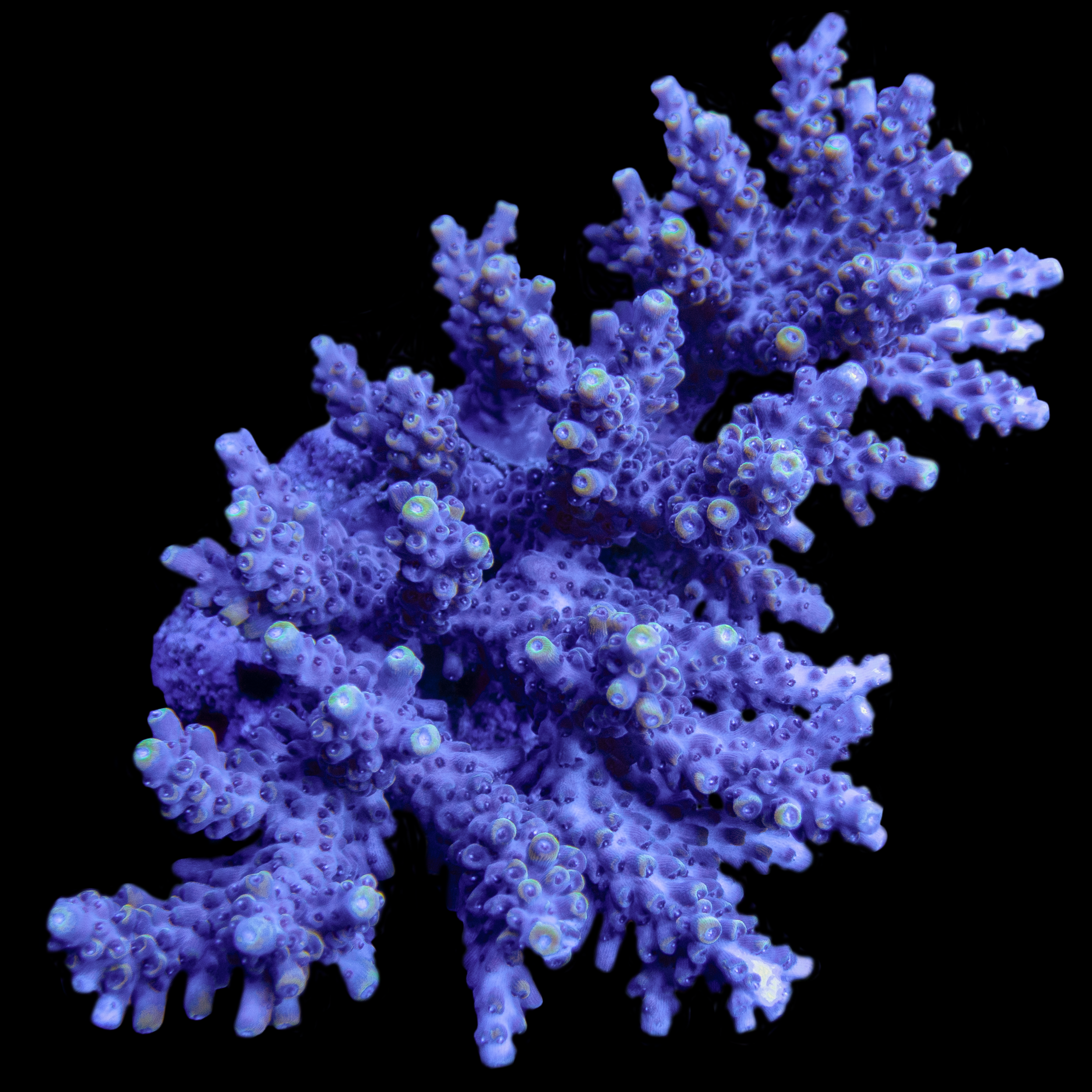Acropora Sp. Colony WYSIWYG 23
