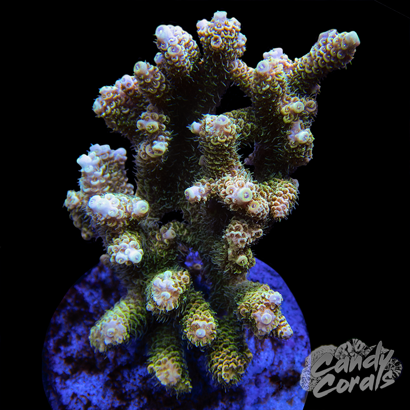 Acropora Sp. Colony WYSIWYG 41