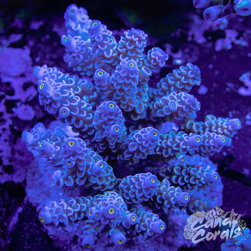 Acropora Sp. Colony WYSIWYG 26