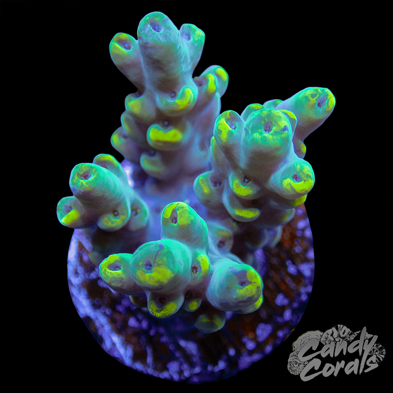 Acropora Sp. Frag