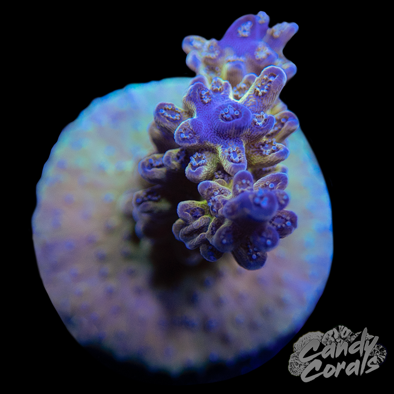 Gilded Grapes Acropora Sp. Frag